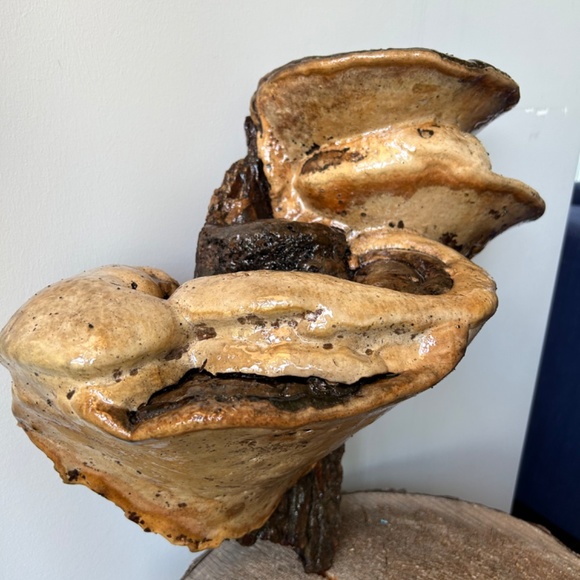 Custom designed Fungi Art - Picture 2 of 4